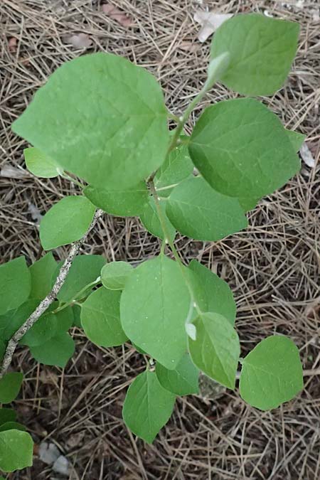 Styrax officinalis \ Echter Styraxbaum / Styrax Tree, Zypern/Cyprus Kato Archimandrita 1.4.2025