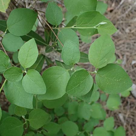 Styrax officinalis \ Echter Styraxbaum / Styrax Tree, Zypern/Cyprus Kato Archimandrita 1.4.2025