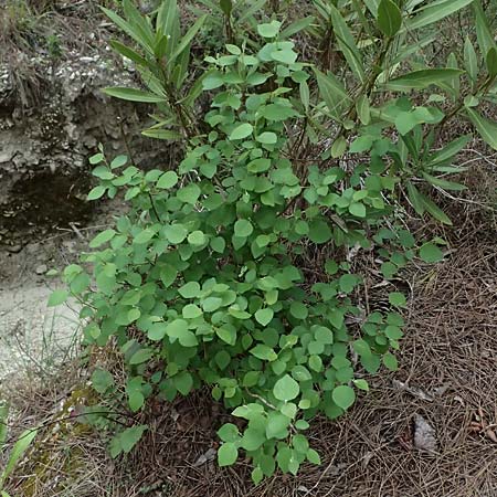 Styrax officinalis \ Echter Styraxbaum / Styrax Tree, Zypern/Cyprus Kato Archimandrita 1.4.2025