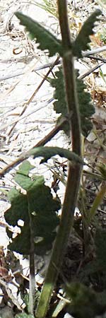 Salvia verbenaca \ Eisenkraut-Salbei / Wild Clary, Zypern/Cyprus Prov. Paphos, Episkopi 31.3.2025