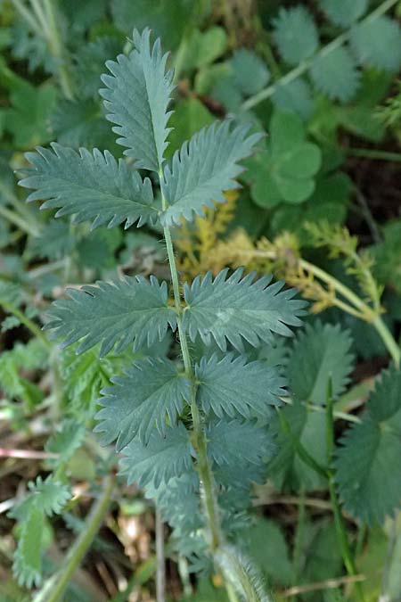 Sanguisorba verrucosa \ Warziger Wiesenknopf / Mediterranean Burnet, Zypern/Cyprus Prov.  Paphos,  Episkopi 31.3.2025