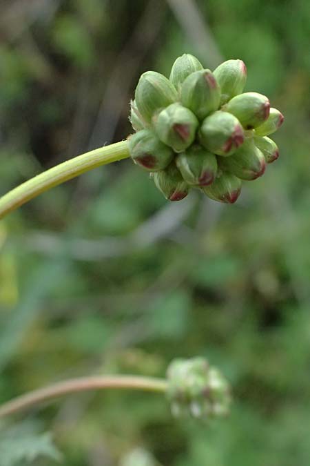 Sanguisorba verrucosa \ Warziger Wiesenknopf / Mediterranean Burnet, Zypern/Cyprus Prov.  Paphos,  Episkopi 31.3.2025