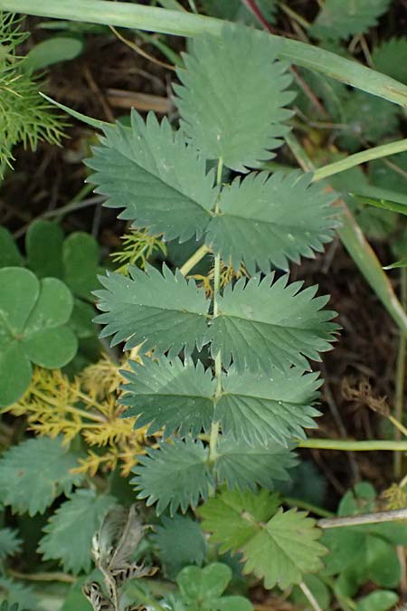 Sanguisorba verrucosa \ Warziger Wiesenknopf / Mediterranean Burnet, Zypern/Cyprus Prov.  Paphos,  Episkopi 31.3.2025