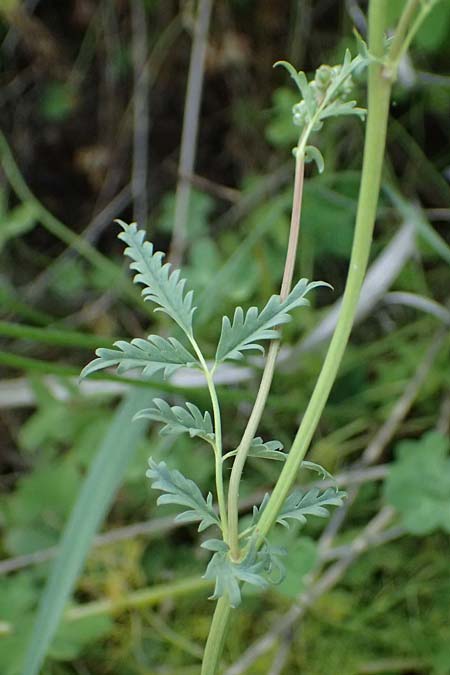 Sanguisorba verrucosa \ Warziger Wiesenknopf / Mediterranean Burnet, Zypern/Cyprus Prov.  Paphos,  Episkopi 31.3.2025