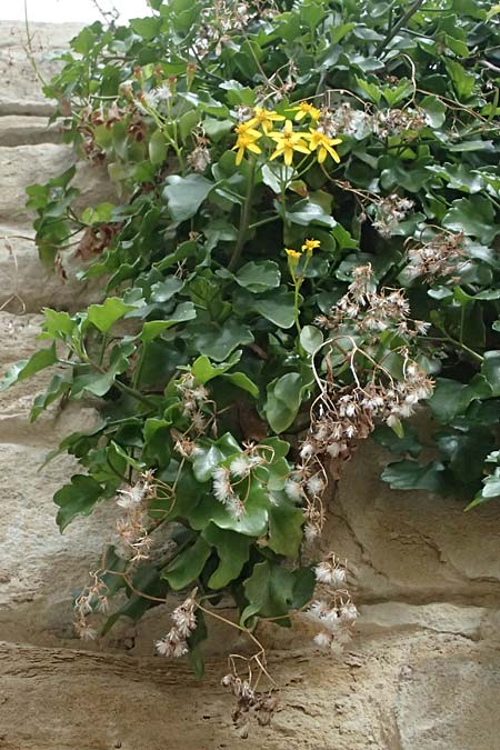 Senecio angulatus \ Kantiges Greiskraut / Cape Ivy, Creeping Groundsel, Zypern/Cyprus Tochni 21.3.2025
