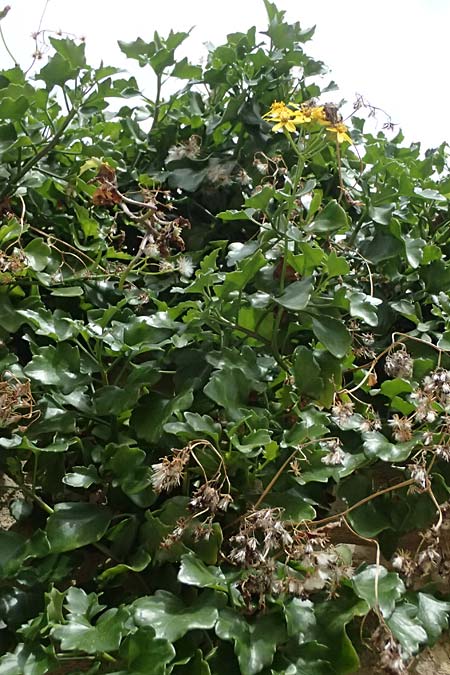 Senecio angulatus \ Kantiges Greiskraut / Cape Ivy, Creeping Groundsel, Zypern/Cyprus Tochni 21.3.2025