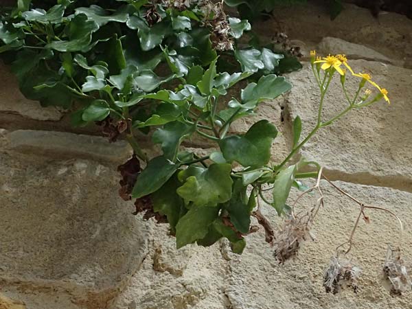 Senecio angulatus \ Kantiges Greiskraut / Cape Ivy, Creeping Groundsel, Zypern/Cyprus Tochni 21.3.2025