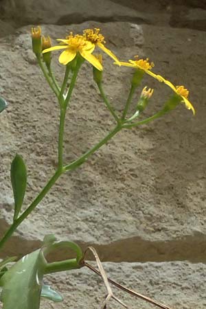 Senecio angulatus \ Kantiges Greiskraut / Cape Ivy, Creeping Groundsel, Zypern/Cyprus Tochni 21.3.2025