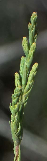 Tamarix tetrandra \ Vierm&auml;nnige Tamariske, Fr&uuml;hlings-Tamariske / Four-Stamen Tamarisk, Zypern/Cyprus Akrotiri 23.3.2025
