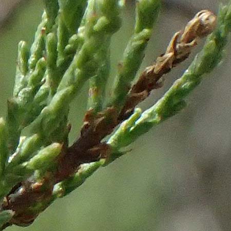 Tamarix tetrandra \ Vierm&auml;nnige Tamariske, Fr&uuml;hlings-Tamariske / Four-Stamen Tamarisk, Zypern/Cyprus Prov.  Paphos,  Episkopi 31.3.2025