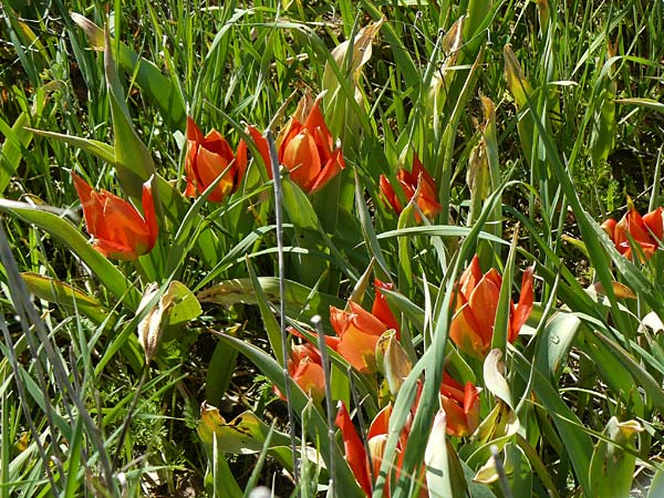 Tulipa agenensis \ Sonnenaugen-Tulpe / Sun's Eye Tulip, Zypern/Cyprus Polemi 30.3.2025