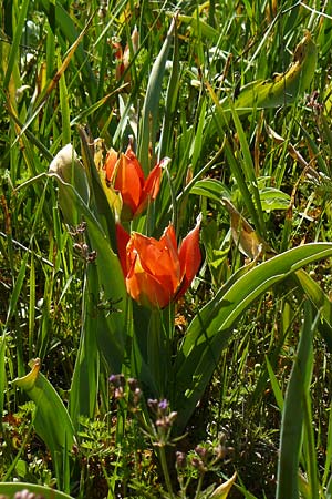 Tulipa agenensis \ Sonnenaugen-Tulpe / Sun's Eye Tulip, Zypern/Cyprus Polemi 30.3.2025
