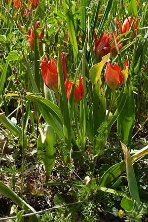 Tulipa agenensis \ Sonnenaugen-Tulpe / Sun's Eye Tulip, Zypern/Cyprus Polemi 30.3.2025