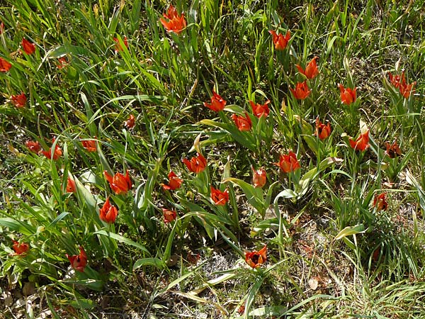 Tulipa agenensis \ Sonnenaugen-Tulpe / Sun's Eye Tulip, Zypern/Cyprus Polemi 30.3.2025