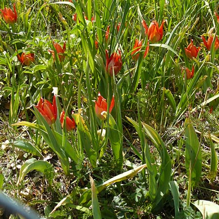 Tulipa agenensis \ Sonnenaugen-Tulpe / Sun's Eye Tulip, Zypern/Cyprus Polemi 30.3.2025