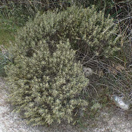 Thymelaea tartonraira \ Silberwei&szlig;e Spatzenzunge / Tartonraire, Zypern/Cyprus Tochni 21.3.2025