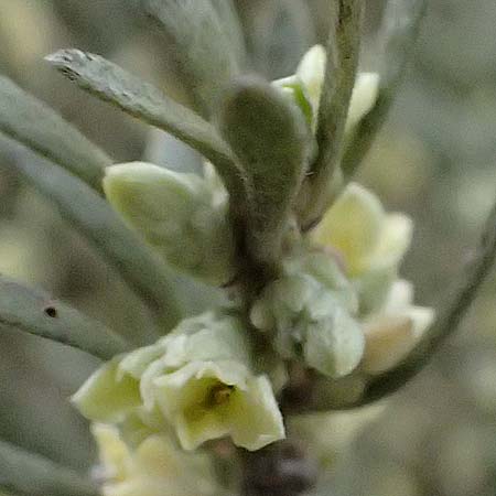 Thymelaea tartonraira \ Silberwei&szlig;e Spatzenzunge / Tartonraire, Zypern/Cyprus Tochni 21.3.2025