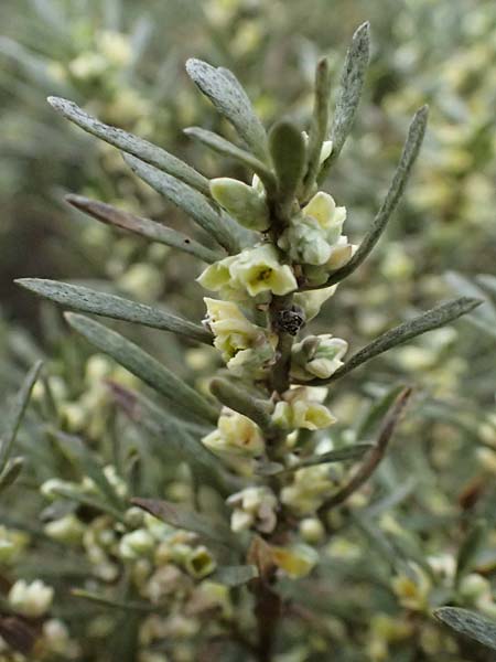 Thymelaea tartonraira \ Silberwei&szlig;e Spatzenzunge / Tartonraire, Zypern/Cyprus Tochni 21.3.2025