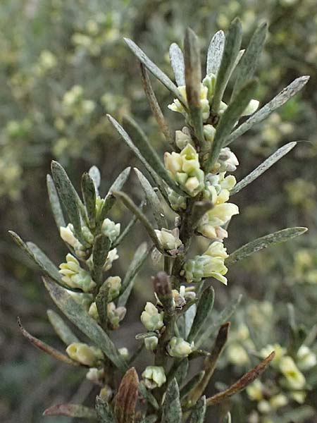 Thymelaea tartonraira \ Silberwei&szlig;e Spatzenzunge / Tartonraire, Zypern/Cyprus Tochni 21.3.2025