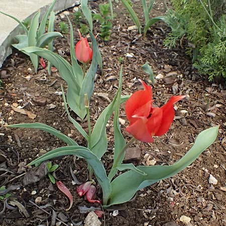 Tulipa agenensis \ Sonnenaugen-Tulpe / Sun's Eye Tulip, Zypern/Cyprus Polemi 30.3.2025