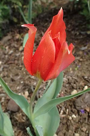 Tulipa agenensis \ Sonnenaugen-Tulpe / Sun's Eye Tulip, Zypern/Cyprus Polemi 30.3.2025