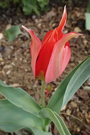 Tulipa agenensis \ Sonnenaugen-Tulpe / Sun's Eye Tulip, Zypern/Cyprus Polemi 30.3.2025