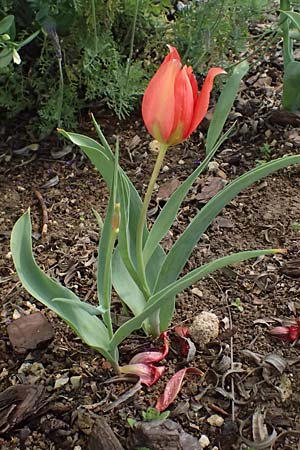 Tulipa agenensis \ Sonnenaugen-Tulpe / Sun's Eye Tulip, Zypern/Cyprus Polemi 30.3.2025