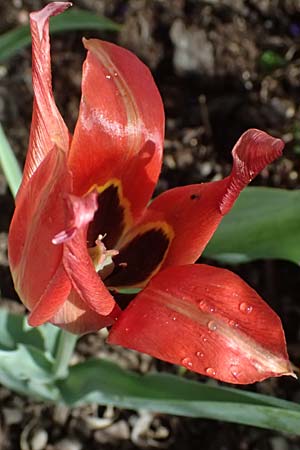 Tulipa agenensis \ Sonnenaugen-Tulpe / Sun's Eye Tulip, Zypern/Cyprus Polemi 30.3.2025