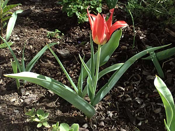 Tulipa agenensis \ Sonnenaugen-Tulpe / Sun's Eye Tulip, Zypern/Cyprus Polemi 30.3.2025