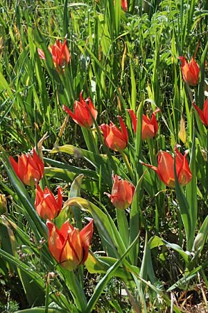 Tulipa agenensis \ Sonnenaugen-Tulpe / Sun's Eye Tulip, Zypern/Cyprus Polemi 30.3.2025
