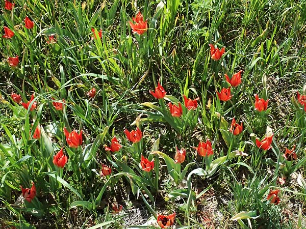 Tulipa agenensis \ Sonnenaugen-Tulpe / Sun's Eye Tulip, Zypern/Cyprus Polemi 30.3.2025