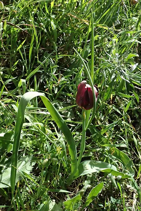 Tulipa cypria \ Zyprische Tulpe / Cyprian Tulip, Zypern/Cyprus Baths of Aphrodite 27.3.2025