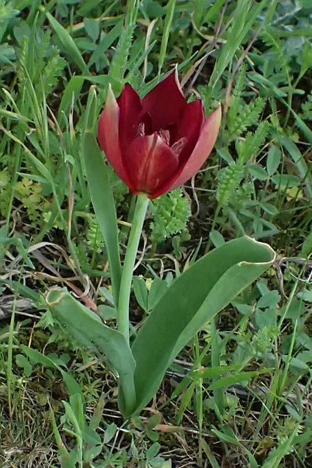 Tulipa cypria \ Zyprische Tulpe / Cyprian Tulip, Zypern/Cyprus Baths of Aphrodite 27.3.2025