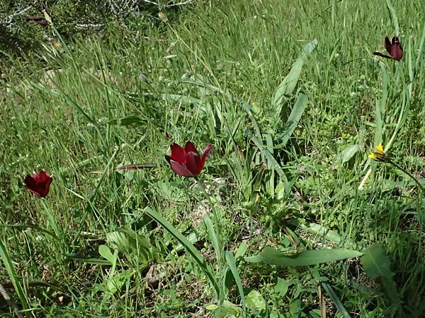 Tulipa cypria \ Zyprische Tulpe / Cyprian Tulip, Zypern/Cyprus Baths of Aphrodite 27.3.2025