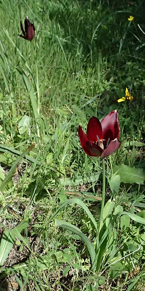 Tulipa cypria \ Zyprische Tulpe / Cyprian Tulip, Zypern/Cyprus Baths of Aphrodite 27.3.2025