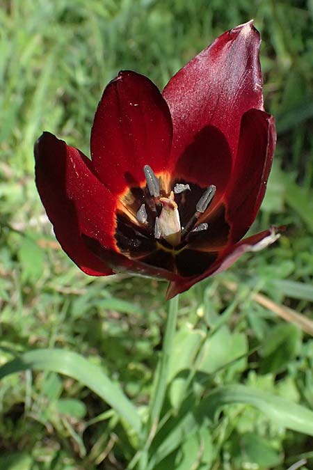 Tulipa cypria \ Zyprische Tulpe / Cyprian Tulip, Zypern/Cyprus Baths of Aphrodite 27.3.2025