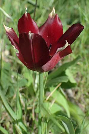 Tulipa cypria \ Zyprische Tulpe / Cyprian Tulip, Zypern/Cyprus Baths of Aphrodite 27.3.2025
