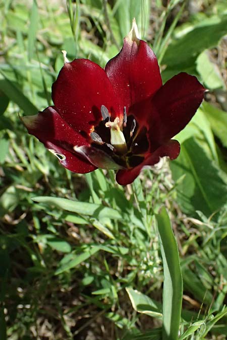 Tulipa cypria \ Zyprische Tulpe / Cyprian Tulip, Zypern/Cyprus Baths of Aphrodite 27.3.2025