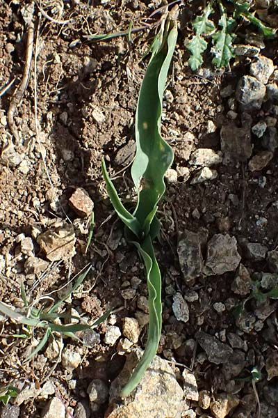 Tulipa cypria \ Zyprische Tulpe / Cyprian Tulip, Zypern/Cyprus Baths of Aphrodite 27.3.2025