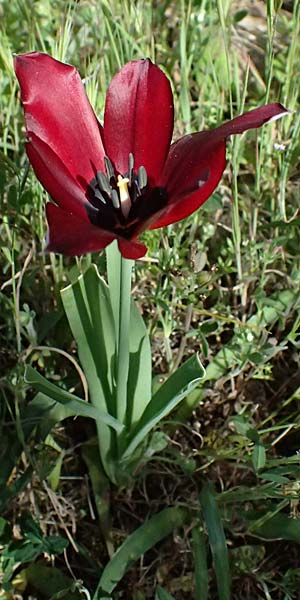 Tulipa cypria \ Zyprische Tulpe / Cyprian Tulip, Zypern/Cyprus Baths of Aphrodite 27.3.2025