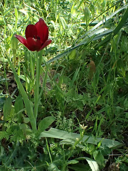 Tulipa cypria \ Zyprische Tulpe / Cyprian Tulip, Zypern/Cyprus Baths of Aphrodite 27.3.2025