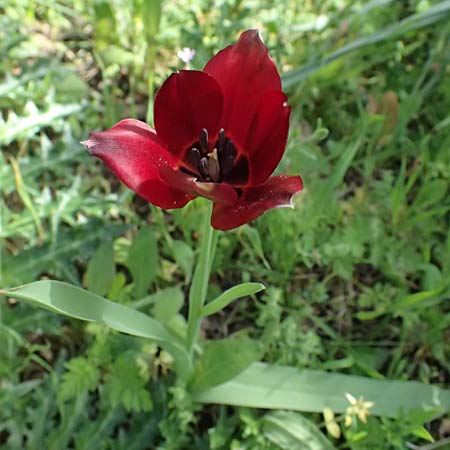 Tulipa cypria \ Zyprische Tulpe / Cyprian Tulip, Zypern/Cyprus Baths of Aphrodite 27.3.2025