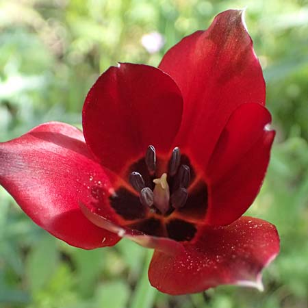 Tulipa cypria \ Zyprische Tulpe / Cyprian Tulip, Zypern/Cyprus Baths of Aphrodite 27.3.2025