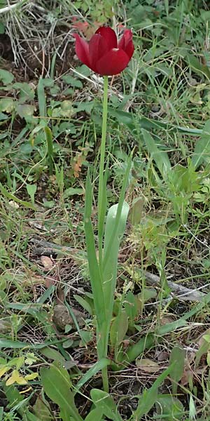 Tulipa cypria \ Zyprische Tulpe / Cyprian Tulip, Zypern/Cyprus Baths of Aphrodite 27.3.2025
