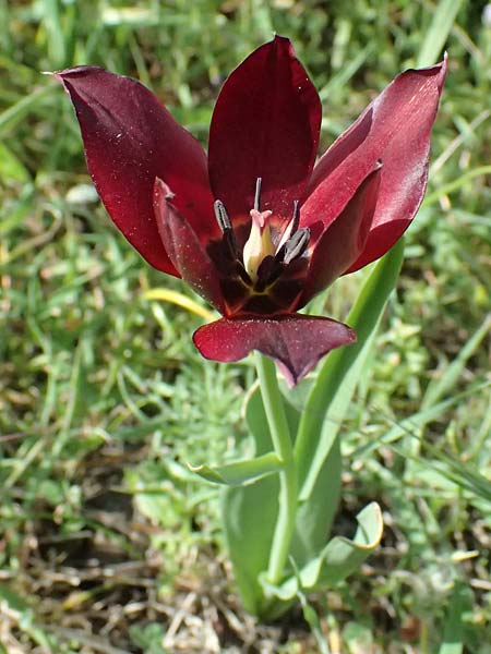 Tulipa cypria \ Zyprische Tulpe / Cyprian Tulip, Zypern/Cyprus Baths of Aphrodite 27.3.2025