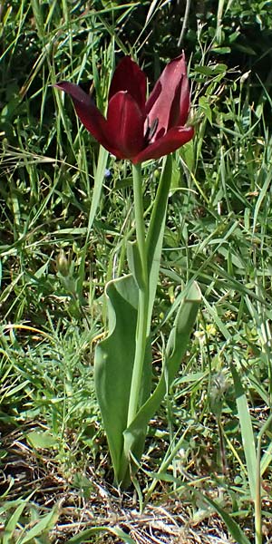 Tulipa cypria \ Zyprische Tulpe / Cyprian Tulip, Zypern/Cyprus Baths of Aphrodite 27.3.2025