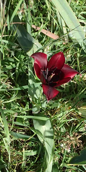 Tulipa cypria \ Zyprische Tulpe / Cyprian Tulip, Zypern/Cyprus Baths of Aphrodite 27.3.2025