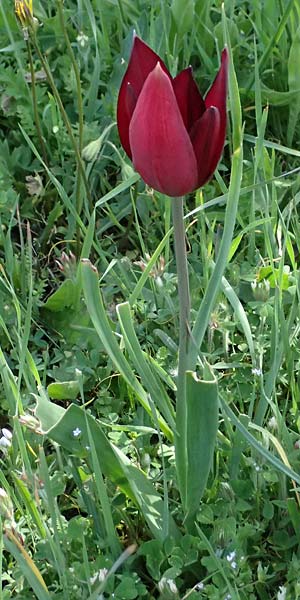 Tulipa cypria \ Zyprische Tulpe / Cyprian Tulip, Zypern/Cyprus Baths of Aphrodite 27.3.2025