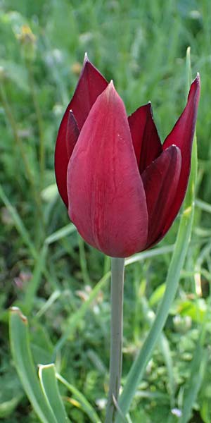 Tulipa cypria \ Zyprische Tulpe / Cyprian Tulip, Zypern/Cyprus Baths of Aphrodite 27.3.2025