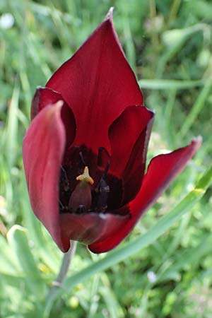 Tulipa cypria \ Zyprische Tulpe / Cyprian Tulip, Zypern/Cyprus Baths of Aphrodite 27.3.2025